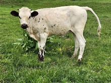 Rural Safari Son Heifer