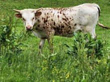 HL Heads UP x BC Awesome Honey Heifer Calf