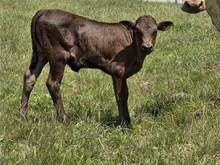 Jango Heels Heifer Calf