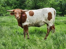Shy Heifer Calf