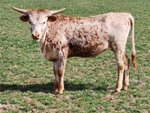 Heaven Heifer Calf