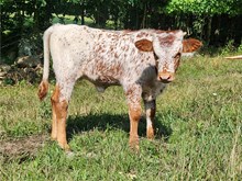 Heifer Calf