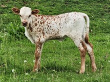 Shy Heifer Calf 2