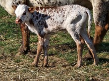Shy Heifer Calf 2